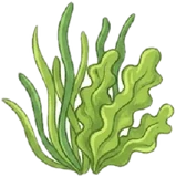 Seagrass