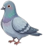 Pigeon