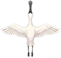 Bomi flying
